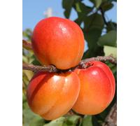 Castagno pianta da frutta innestata di 2/3 anni in vaso MADE IN ITALY Vivaio di