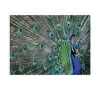 Castle Falls [ Origine Spagnolo, Nessuna Lingua Italiana ] (Blu-Ray)