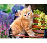 Castorland - Puzzle Ginger Kitten - 180 Pezzi