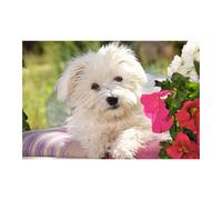 Castorland Puzzles White Terrier offre divertimento per tutta la famiglia dai 6