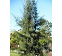 Casuarina Equisetifolia Horse Tail She-Oak Tree n Pine 5 seeds:Seeds