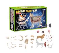 Cat Anatomy For Kids 4D Eductional Teaching Structure S Clerly, S Aid