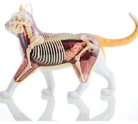 Cat Anatomy Model Kit, modello 4D scheletro per scopi educativi | Kit modello anatomico 4D per divertimento educativo, perfetto per studenti e amanti degli animali, per esplorare l'anatomia