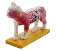 Cat Anatomy Model Professional Animal Organ Anatomy Model Medical Teaching Animal Acupuncture Lab Demonstration Model Teaching Display Specimens (Cat)