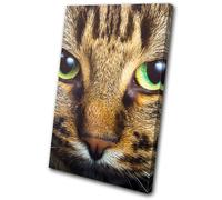 Cat Face Eyes Cute Pet Tabby Animals SINGLE TELA parete arte foto stampa