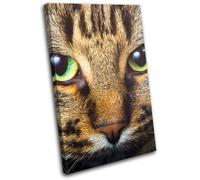 Cat Face Eyes Cute Pet Tabby Animals SINGLE TELA parete arte foto stampa