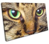 Cat Face Eyes Cute Pet Tabby Animals SINGLE TELA parete arte foto stampa