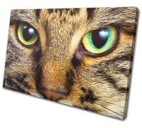 Cat Face Eyes Cute Pet Tabby Animals SINGLE TELA parete arte foto stampa