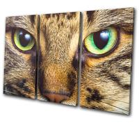 Cat Face Eyes Cute Pet Tabby Animals TREBLE TELA parete arte foto stampa