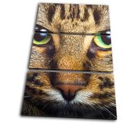 Cat Face Eyes Cute Pet Tabby Animals TREBLE TELA parete arte foto stampa