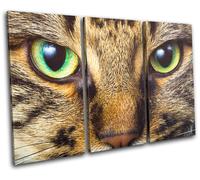 Cat Face Eyes Cute Pet Tabby Animals TREBLE TELA parete arte foto stampa