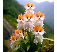 Cat Face Orchidee Samen Seltene Orchidee Mehrjährige Blumen Samen Nicht-Gvo Duft Orchidee Samen Anziehen Kolibriden Schmetterlinge für Innenbalkon Garten im Freien C 200 pezzi