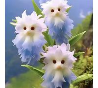 Cat Face Orchidee Samen Seltene Orchidee Mehrjährige Blumen Samen Nicht-Gvo Duft Orchidee Samen Anziehen Kolibriden Schmetterlinge für Innenbalkon Garten im Freien E 500 pezzi