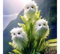 Cat Face Orchidee Samen Seltene Orchidee Mehrjährige Blumen Samen Nicht-Gvo Duft Orchidee Samen Anziehen Kolibriden Schmetterlinge für Innenbalkon Garten im Freien B 500 pezzi