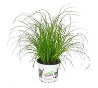 Cat Grass - Cyperus Alternifolius - 3 Plants - to support the digestion of cats