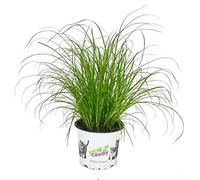 Cat Grass - Cyperus Alternifolius - to support the digestion of cats