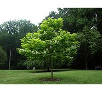 Catalpa bignonioides "Albero dei sigari" pianta in vaso ø26 h. 2 metri e oltre Vivaio di Castelletto