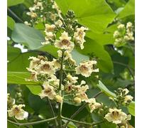 Catalpa bignonioides, biologiche esotiche raro resistenti esterno 550semi