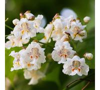 Catalpa bignonioides - interna raro balcone in vaso giardino 400semi