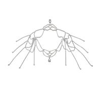 Catena per il corpo alla moda in lega delicata con frange e dettaglio accessorio da spalla ideale per abiti alla moda da giorno a notte gioielli alla moda con frange