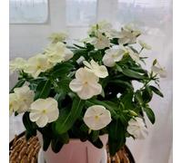 Catharanthus roseus, balcone interna giardino raro 150semi