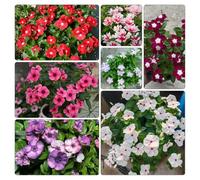 Catharanthus roseus, decorazioni giardino esterni interno raro 300semi