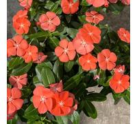 Catharanthus roseus, giardino resistente esotiche interno 40semi