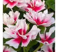 Catharanthus roseus - in vaso estremamente resistenti giardino roccioso selvatici interno estivi rialzata 350semi