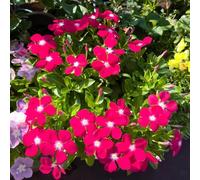 Catharanthus roseus, in vaso raro decorazioni giardino esterni 120semi