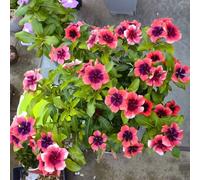 Catharanthus roseus - raro balcone Vecchie varietà resistenti 400semi