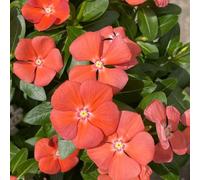 Catharanthus roseus varietà antiche biologiche resistenti in vaso 250semi