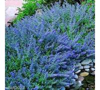 Catmint semi- 'Blue Wonder' - (Nepeta Mussinii) - Compact il calore tollerante perenne Seeds ONLY