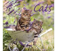 Cats 2027: Broschürenkalender mit Ferienterminen. Katzen und Kätzchen. 30 x 30 cm