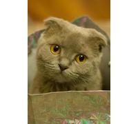 Cats Being Weird, Notebook: Journal With Funny Cat Photos To Brighten Your Day