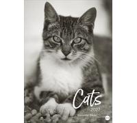 Cats Edition Kalender 2027: Elegante Samtpfoten in schwarz-weiß in einem XXL-Kalender. Tierkalender 2027 im Großformat. Hochwertiger großer Fotokalender für Katzenfans.