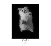 Cats schwarz-weiss Kalender 2026 - Wandkalender | Fotokalender Tier schwarz-weiss 29x21cm - Katzenkalender | Perfekt für Katzenliebhaber und Tierfans