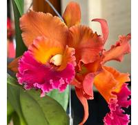 Cattleya d'appartamento giardino semi di esotiche giardino ornamentali rampicanti resistenti 25pcs