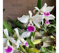 Cattleya di balcone gli inizi dell'estate Copertura resistente semi interni esotici ufficio decorativi 30pcs