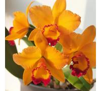 Cattleya selvatici balcone primavera semi giardino primi semi decorativi selvatico, autunno 55pcs