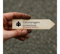 Catunaregam tomentosa SEEDS - - SEMI Melograno di montagna | Guava della giungl