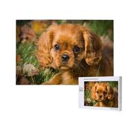 Cavalier King Charles Spaniel Brown Curly Dogs,Puzzle in legno da 1000 pezzi per famiglie, puzzle per adulti e adolescenti