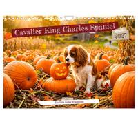 Cavalier King Charles Spaniel - Ein Jahr voller Erlebnisse (Wandkalender 2027 DI