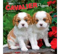 Cavalier King Charles Spaniel Puppies - Cavalier King Charles Spaniel Welpen 2027 - 16-Monatskalender: Original BrownTrout-Kalender [Mehrsprachig] [Kalender]