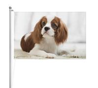Cavalier King Charles Spaniel Spaniel marrone,Bandiera da giardino, bandiera decorativa da cortile, bandiera bifacciale, 2x3 piedi, per esterni e interni
