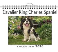 Cavalier King Charles Spaniel: (Wandkalender 2026, Kalender DIN A4 quer, Monatskalender im Querformat mit Kalendarium, das perfekte Geschenk)