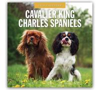 Cavalier King Charles Spaniels - Cavalier King Charles Spaniel 2026 - 16-Monatskalender: Original Red Robin Publishing Ltd-Kalender [Mehrsprachig] [Kalender]