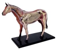 Cavallo di Simulazione, Biomodello, Anatomia degli Organi Animali, Modello Biologico, Modello di Insegnamento Dell'anatomia Dell'organo