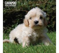 Cavapoo - Calendario tradizionale 2026