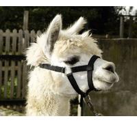 Cavezza per Alpaca con chiusa a scatto