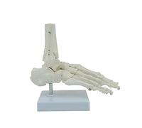 Caviglia modello flessibile 1:1 a grandezza naturale scientifica con base di visualizzazione per l'insegnamento medico, educazione del paziente e scheletro anatomico della caviglia con base per